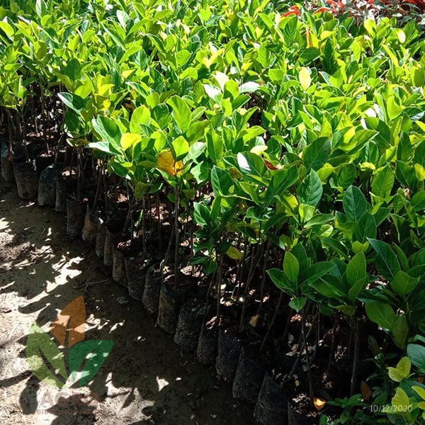 Nangka Mini asal Okulasi