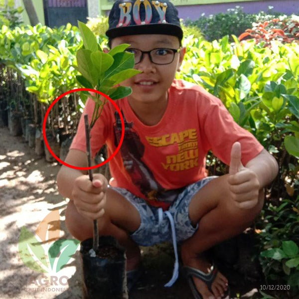 Nangka Mini asal Okulasi