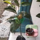 bibit black sapote sawo hitam asli murah