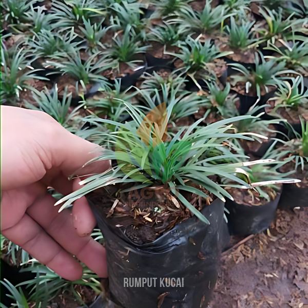 Rumput Kucai Mini untuk Taman