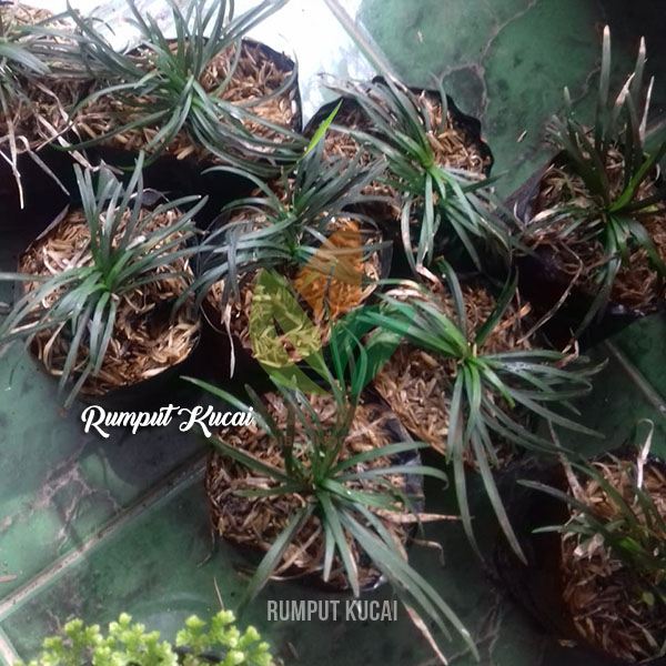 Rumput Kucai Mini untuk Taman