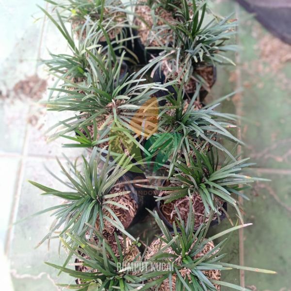 Rumput Kucai Mini untuk Taman