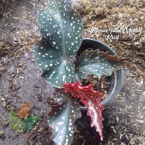 Begonia Tutul Merah