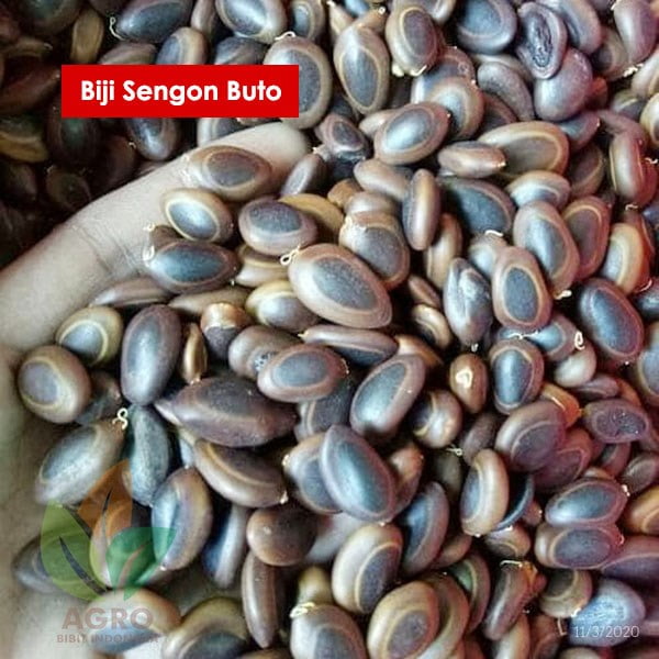 grosir sengon buto murah