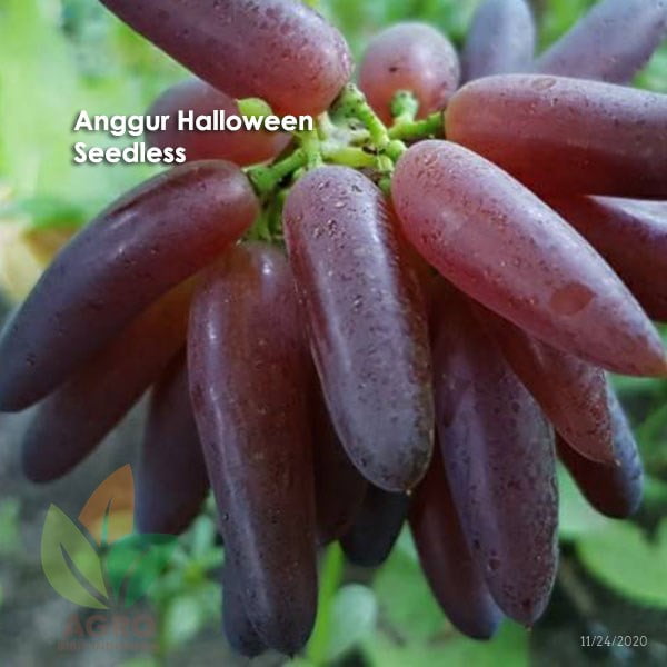 Anggur Import Halloween Seedless