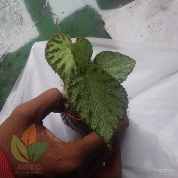 Begonia Imperialis Cantik