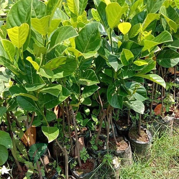 Nangka Merah asal Okulasi