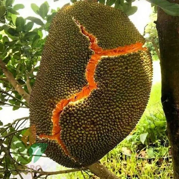 Nangka Merah asal Okulasi
