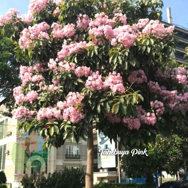Biji Tabebuya Pink