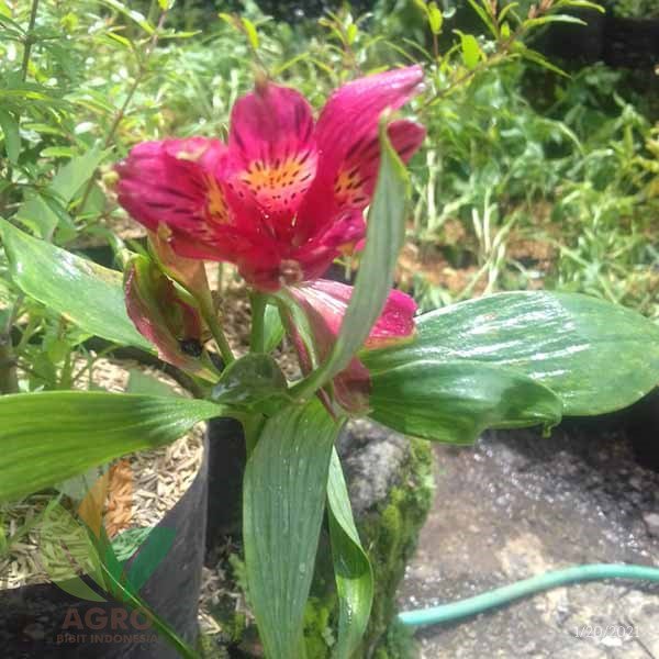 Bunga Peruvian Lily Pink