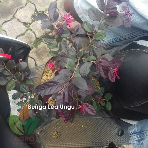 Bunga Lea Ungu Cantik