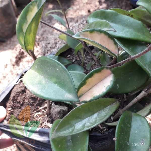 Bunga Hoya Carnosa Varigata