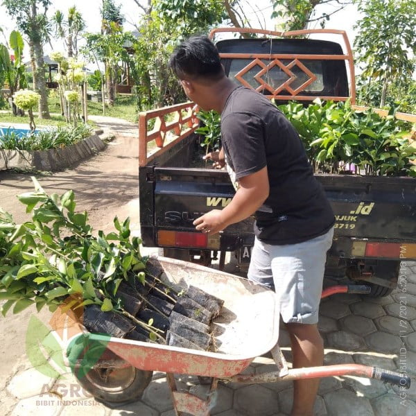 Jeruk Red Pamelo asal Okulasi