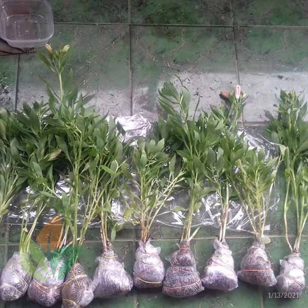 Bunga Peruvian Lily Putih