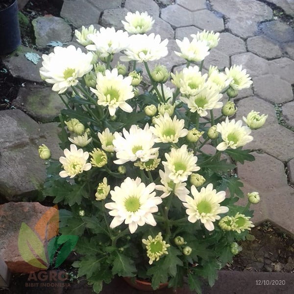 Jual Bibit Bunga Krisan Hijau Putih Agro Bibit Id