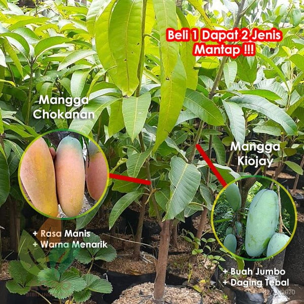 mangga dimensi kiojay dan chokanan