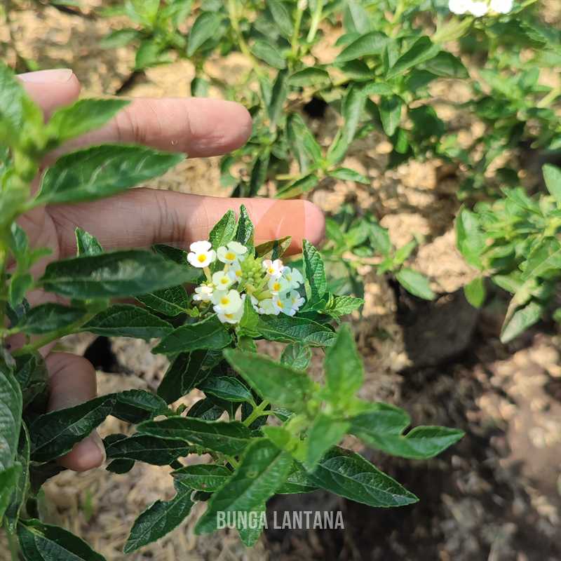 Bunga Lantana Tahi Ayam