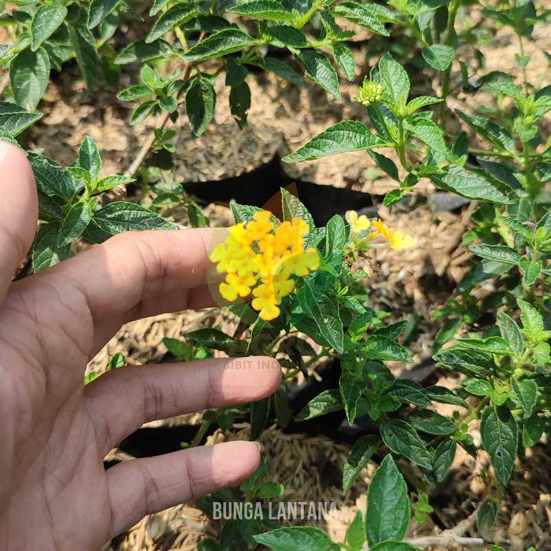 Bunga Lantana Tahi Ayam
