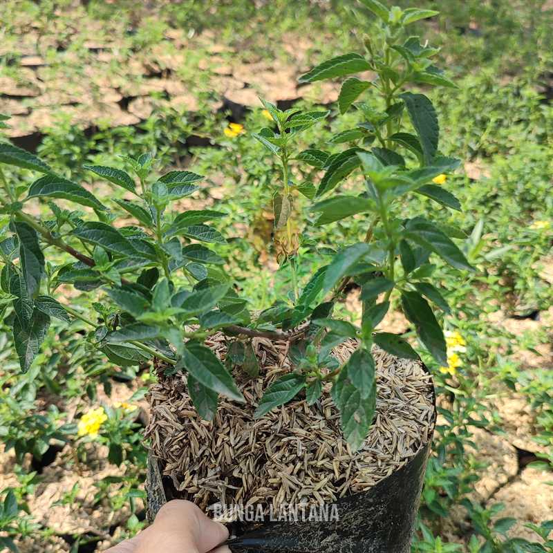 Bunga Lantana Tahi Ayam