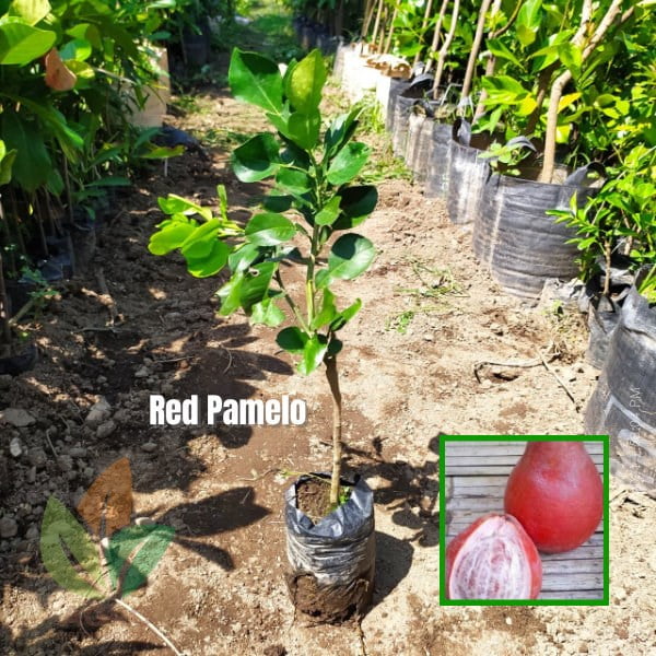 Jeruk Red Pamelo asal Okulasi