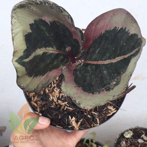 Calathea Cintia Cantik