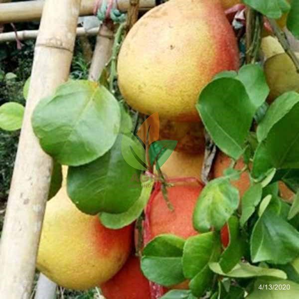 Jeruk Red Pamelo asal Okulasi