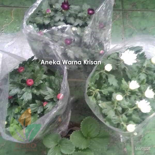 Bunga Krisan Ungu Kuning