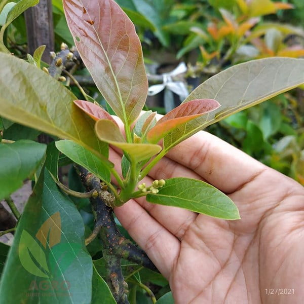 Pupuk Agro Buah Generatif