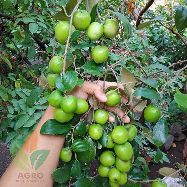 Pupuk Agro Buah Generatif