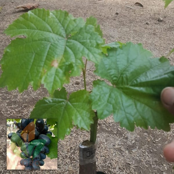 Anggur Import Jumbo Seedless