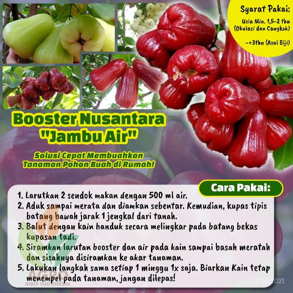 Pupuk Booster Jambu Air Cepat Buah