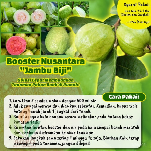Pupuk Booster Jambu Biji Cepat Buah