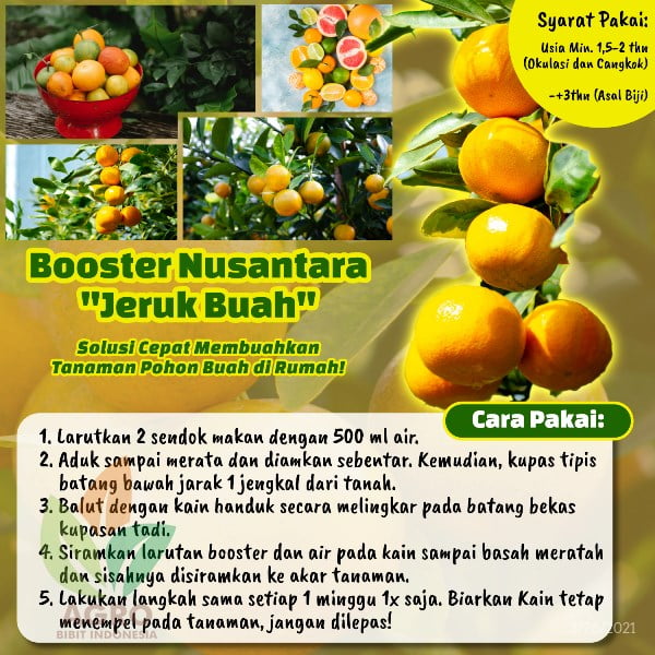 Pupuk Booster Jeruk Cepat Buah