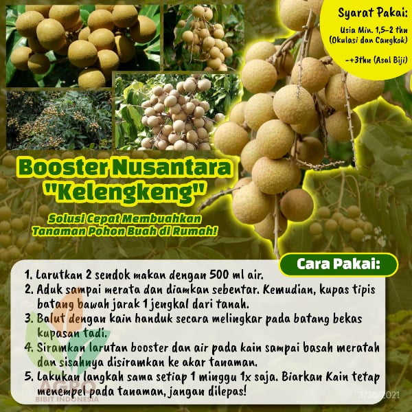 Pupuk Booster Kelengkeng Cepat Buah