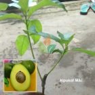 alpukat miki super