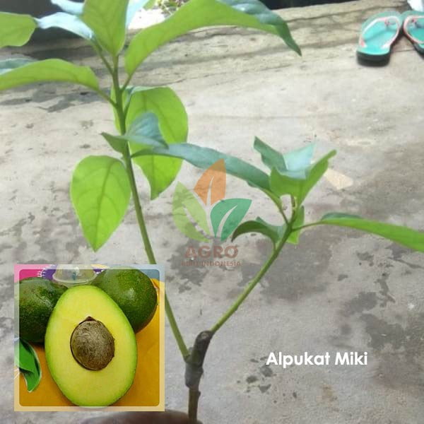 Alpukat Miki asal Sambung