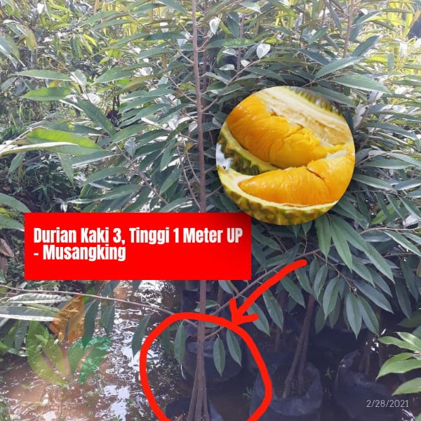 Jual Bibit Durian Musang King Kaki 3 1 Meter UP | Agro ...