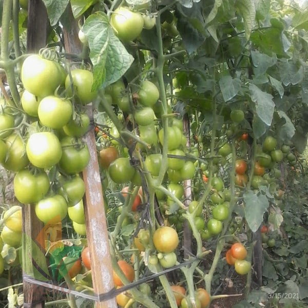 Pupuk Cair Green Agro Organik