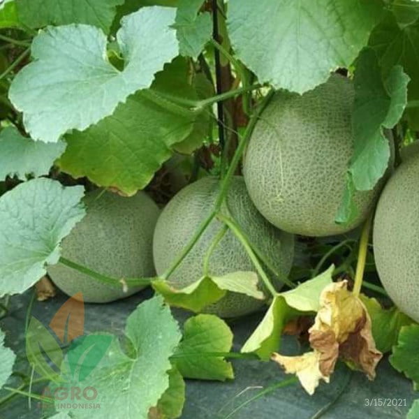 Pupuk Cair Green Agro Organik