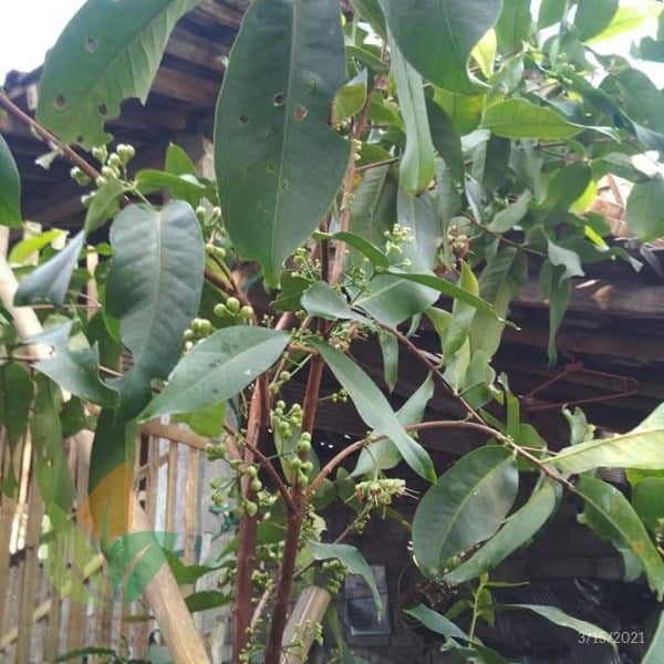 Pupuk Cair Green Agro Organik