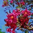 jual tabebuya merah