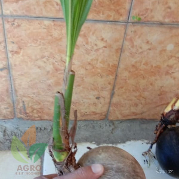 Kelapa Hias untuk Bonsai