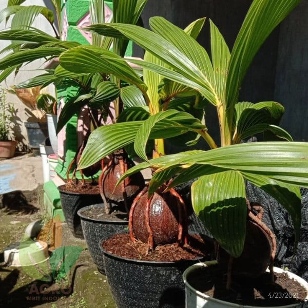 Kelapa Hias untuk Bonsai