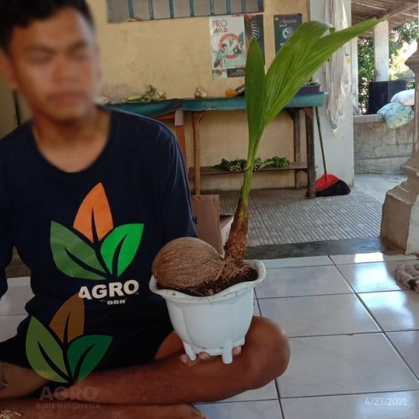 Kelapa Hias untuk Bonsai