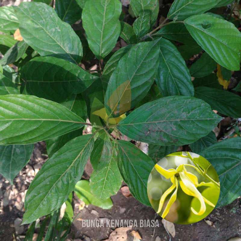 Bunga Kenanga asal Seedling