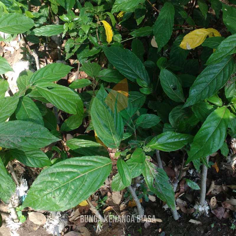 Bunga Kenanga asal Seedling