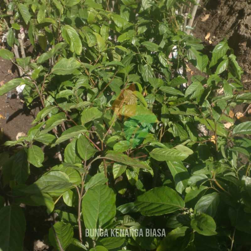 Bunga Kenanga asal Seedling