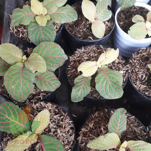 Tanaman Fittonia Kuning