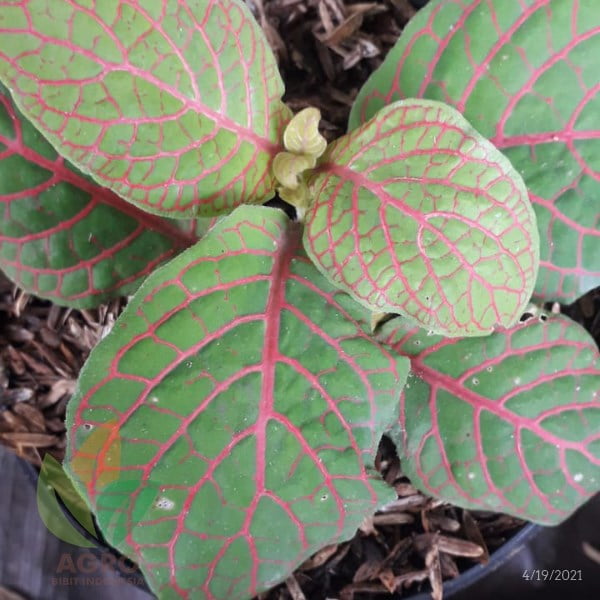 Tanaman Fittonia Kuning