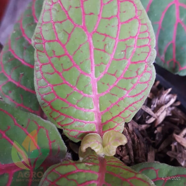 Tanaman Fittonia Kuning